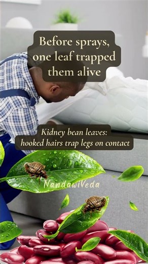 4 Natural Ways to Get Rid of Bed Bugs (No Chemicals)