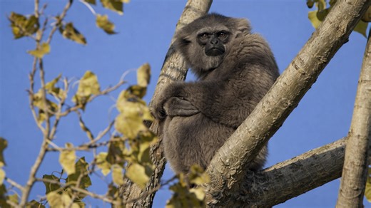 Hidden camera records an unexpected visitor sitting in the canopy
