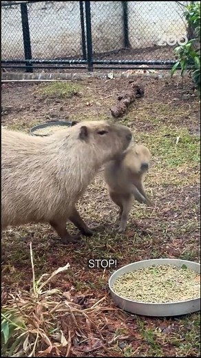 🥹 Tiny, fluffy, and just a little bit cheeky... meet the baby capybaras! 🤎 #SanAntonioZoo