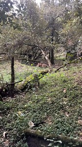 Kenya Wildlife Service on Reels