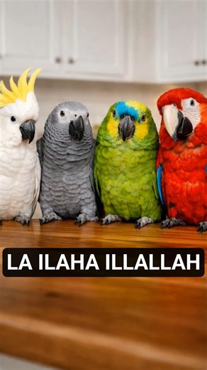 Four Parrots Recite 1st Kalimah 🦜🌙 | La Ilaha Illallah #islamicvideo #islamicquotes #shorts
