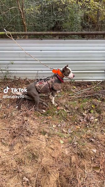 Catch Dog Hunting Techniques with Coty Oswalt