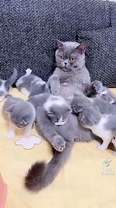 Ifa Raziah on Instagram: ". LUNYAI PUTING TEK KENA ISAP DENGAN ANAK ANAK BULUS😹😹😹😻😻 @my_cats_diva “𝑵𝑨𝑲 𝑲𝑼𝑹𝑼𝑺, 𝑵𝑨𝑲 𝑪𝑨𝑵𝑻𝑰𝑲, 𝑵𝑨𝑲 𝑳𝑬𝑵𝑻𝑰𝑲 𝑨𝑴𝑨𝑳𝑲𝑨𝑵 𝑹𝑨𝑵𝑮𝑲𝑨𝑰𝑨𝑵 𝑷𝑹𝑶𝑫𝑼𝑲 𝑺𝑬𝑹𝑰𝑭𝑨 𝑩𝑬𝑨𝑼𝑻𝒀 ♥️" PROMOSI HARI RAYA 2022🔥🔥 HQ SERIFA BEAUTY telah menurunkan harga ✅ SOLIDBERRY untuk DETOX Rm75.00 ada 10 sachet ✅ SOLIDBODY perisa LATTE Rm89.00 ada 15 sachet ✅ SOLIDBODY perisa PEACH TEA Rm89.00 ada 15 sachet ✅ SOLIDMOLID perisa CHOCOLATE Rm100 ada 15 sach