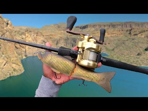 Fishing BIG Glide Baits For GIANT Aggressive Fish!