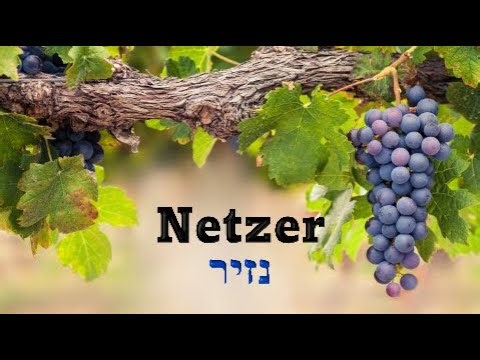 The Amazing Hebrew Word "Netzer"