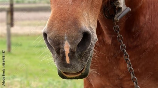 Cute horse muzzle in nature close-up.Horse as a symbol of the new year 2026.