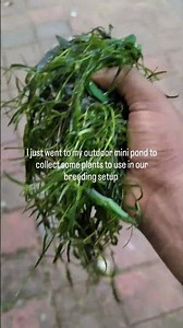 first time fish breeding project. #experiment #fish #fishbreeding #aquariumfish #breedingtechniques