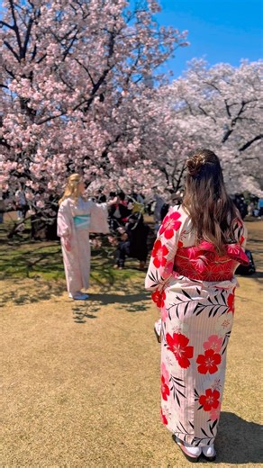 Absolutely stunning! The pink cherry blossom sea at Shinjuku Gyoen National Garden is unreal 🌸