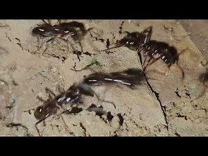 Giant Black Ants on a Mission: A Stunning Macro Close-Up Journey! 😊
