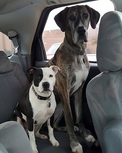 I had just completed the adoption paperwork for a magnificent brindle Great Dane named Zeus, but as the volunteer attached his leash to lead him out, he froze. It was genuinely confusing; most dogs practically sprint out of the kennel area, yet Zeus stood his ground, his enormous paws planted firmly on the cool cement floor. I hesitated, wondering if I should urge him forward, but then I followed his gaze and realized the true hesitation was not his. Peeking out from the farthest corner of his o