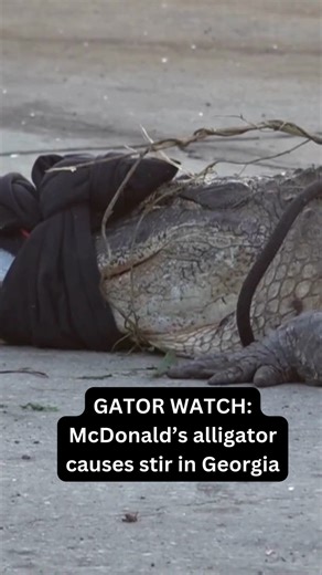 189K views · 1.4K reactions | GATOR AT THE DRIVE-THRU? A 12-foot alligator lounged outside a Macon McDonald’s over the weekend causing quite a stir. FULL STORY: https://www.13wmaz.com/article/news/local/alligator-captured-mcdonalds-parking-lot-rocky-creek-road-in-macon/93-cac70fc2-a73a-4e24-89c2-d2248b3d2a47 | 13 WMAZ | Facebook