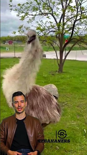 Emu the Fast Running Bird from Australia!