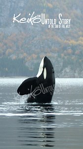 Keiko didn't die alone. His main caretaker, Tobba, from the Free Willy Keiko Foundation was by Keiko's side until his last breath, on the 12th of December, 2003. Find out the truth about Keiko with our documentary "Keiko: The Untold Story of the Star of Free Willy". Link to Amazon Prime (US and UK), here: https://www.amazon.com/Keiko-Untold-Story.../dp/B08RGXMJ9G Link to Vimeo, (Worldwide), here: https://vimeo.com/ondemand/keikotheuntoldstory #FreeWilly #KeikoTheUntoldStory | Keiko: The Untold S