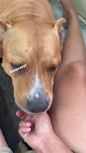 my NOTY DOGS 🥵#animallove #dogs #liona #vloganimal