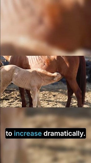 What Is Passive Transfer in Foals? Why IgG and Colostrum Can Save a Newborn's Life
