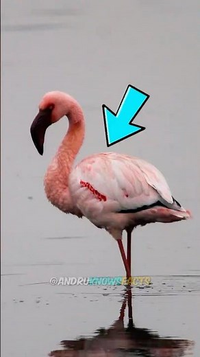 Why Flamingos Are Pink