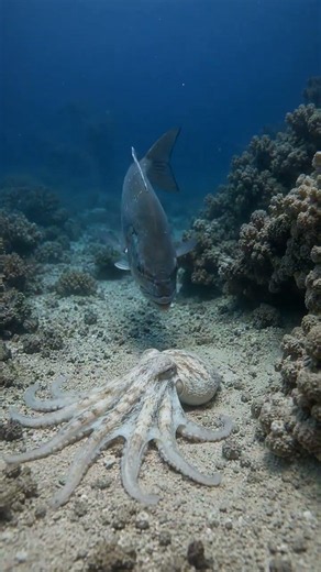 This “Dead Body” on the Ocean Floor Suddenly Came Back to Life 😱🐙