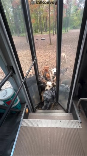 Because Of One Dog... All The Dogs Came Out Again 😱