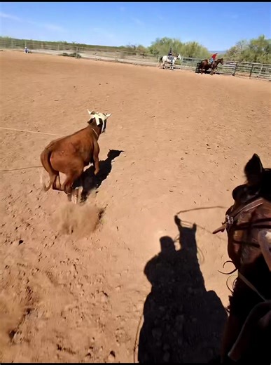 timing or trap #az #teamroping #Weropin #fypシ#notimingortrap @Classic Rope @timing and trap