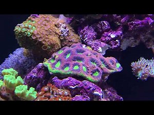 LiveAquaria® Diver’s Den® Aquatic Insider: Current Orbit IC Marine Lighting System