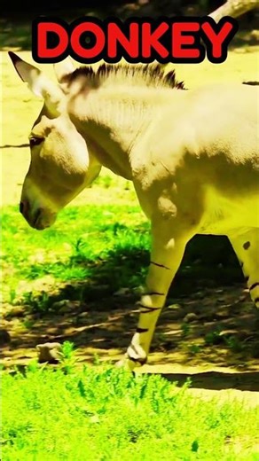 Donkey Sound #shorts