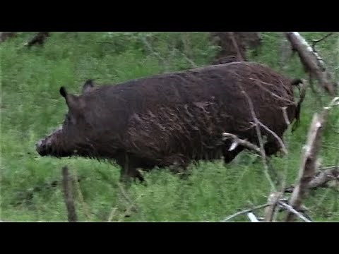 HUGE WILD BOAR KILLED UP CLOSE!
