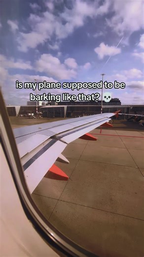 flying with the Woof Express 🐶