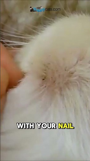 Cat Acne: Symptoms, Causes & How to Treat Your Feline Friend's Zits #catacne #felinehealth #petcare