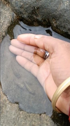 Fishing video !! Unbelievable catching fishing 😱 #shorts #viral #facts #animals