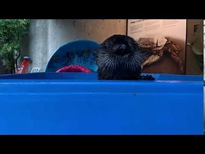 Joey wants... out? more food? scratches? toys?