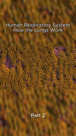 Human respiratory system - How the Lungs work #animation #medicine #humanbody #anatony #physiology