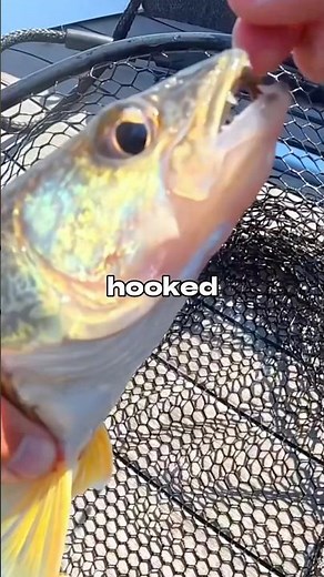 I Ate Fish CHEEKS 🐟🎣