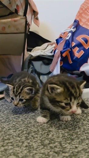 cute kitty #views #shortviews