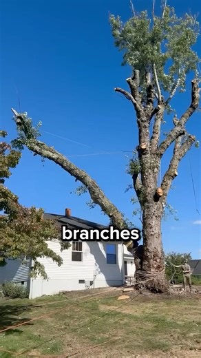 How Trees Are Cut Down Above Houses