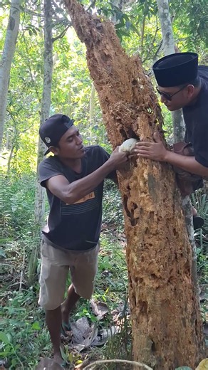 Hidden Inside The Rotten Tree! #fypシ #nature