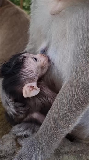 2.4K views · 69 reactions | #reelsfb #leo #wildlife #animals #rainbow #libby #monkey #cuteanimals #luno | Review Monkey | Facebook