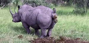 A real day of shit: Explained by Rhino !