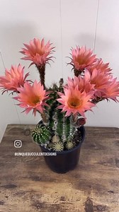 Succulents around the World • Credit video: Uniquesucculentdesigns | Succulentopedia