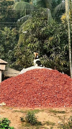 Funniest Dog Prank Disaster Ever 😂🐕 #shorts #youtubeshorts