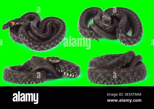Viper snake isolated on green background chroma key screen Stock Video Footage - Alamy