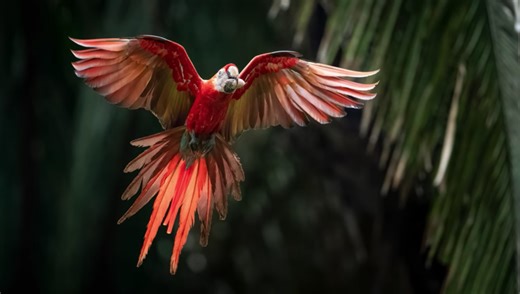 How to Choose the Right Shutter Speed for Bird in Flight Photos