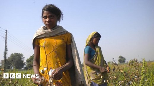 India's exploited child cotton workers