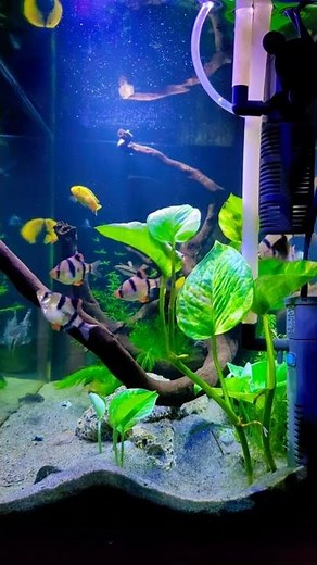 Do Pothos plant can survive under aquarium water? || pothos underwater in fish tank 2022