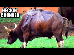 Gaur Facts: the LARGEST living BOVINE | Animal Fact Files