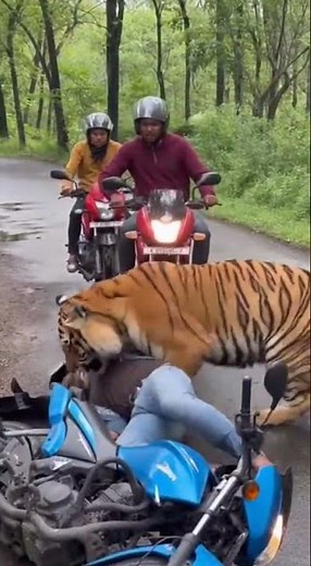 On Camera Recording Fisherman Sundarban Boat!🐯