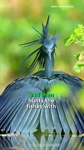 508K views · 9.4K reactions | Meet the incredible Black Heron! 廉 Did you know it uses its wings like an umbrella to catch fish? Nature's genius at work! #BlackHeron #NatureFacts #WildlifeWonder"#BlackHeron #NatureFacts #WildlifeWonder #BirdWatching #Ecosystem #NatureLovers #BirdsOfAfrica #UniqueBirds #AnimalBehavior #ViralVideos#reelusa #reelsinstagram #science | Manish Kumar Gupta | Facebook