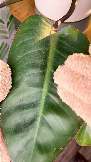 How to Dust the Leaves on Your Indoor Plants With a Microfiber Glove