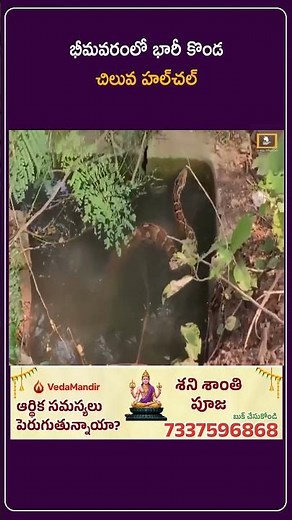 భీమవరంలో భారీ కొండ చిలువ హల్‌చల్