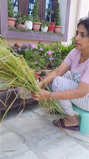 Why Lemongrass Thrives in Any Weather? ☀️🌧️🌿