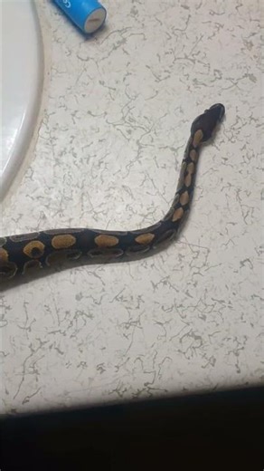 Luna My Ball python 🐍💙 #ballpython #ballpythonsnake #snakeshorts #snakevideo